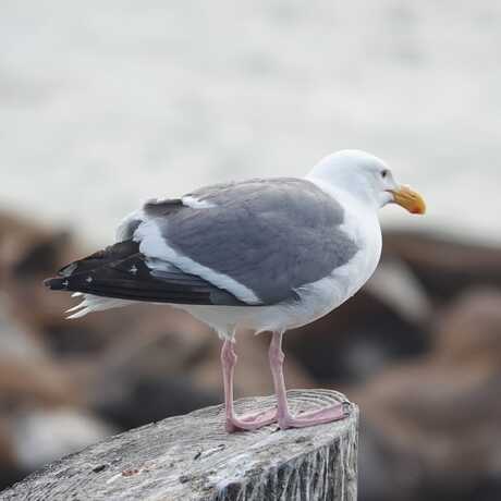 iNaturalist observation photo of Western gull © Susan Endres