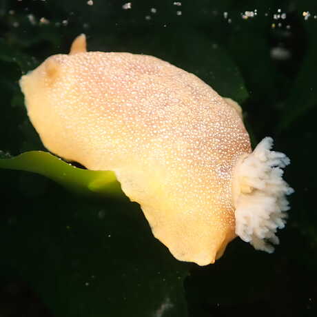 iNaturalist observation photo of white-spotted sea goddess nudibranch © alanarama3