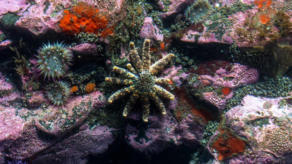 Critically endangered sunflower sea star, or pycnopodia, found by Cal Academy staff during a bioblitz in Mendocino County. Photo by Nicole Ravicchio