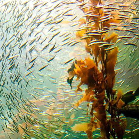 kelp forest, giant kelp forest, fish in kelp