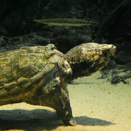 An enormous alligator snapping turtle walks along the sandy bottom of the Swamp exhibit.