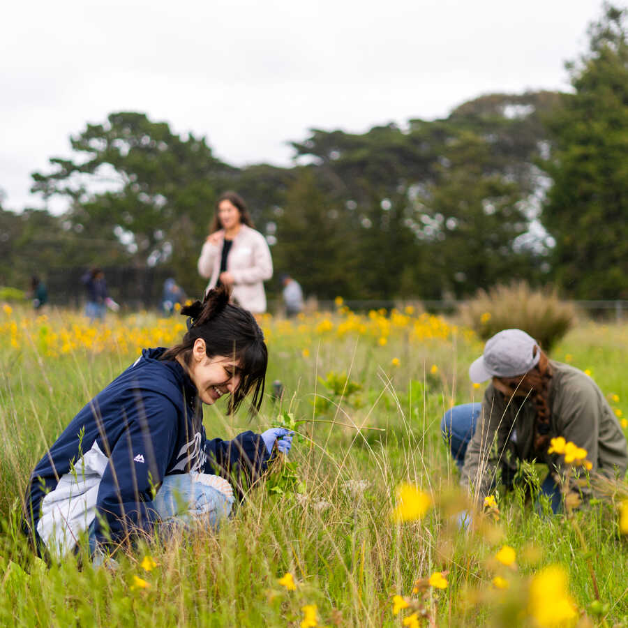 Volunteer on the Living Roof