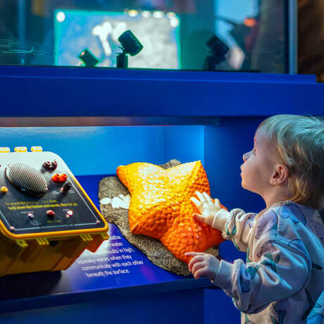 A child touches an interactive display in the Twilight Zone exhibit at Cal Academy