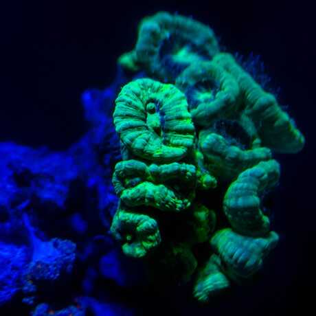 Fluorescent coral glows neon green in the Twilight Zone exhibit at Cal Academy