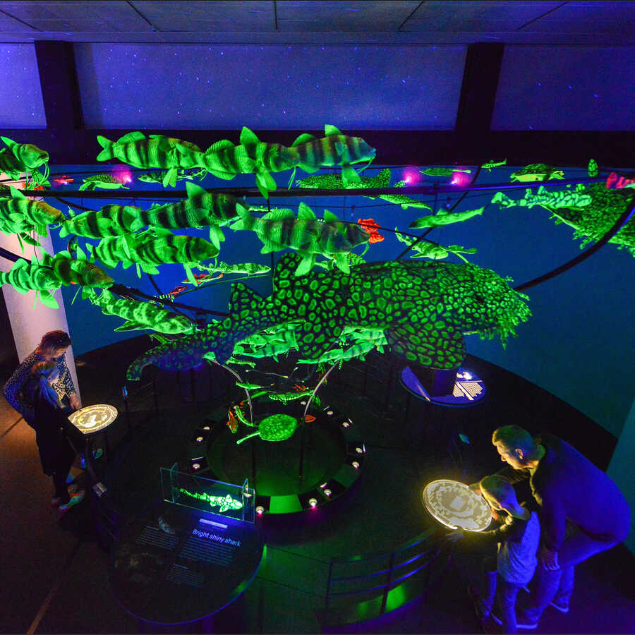 A mobile of biofluorescent marine animals hangs from the ceiling of the Unseen Oceans exhibition