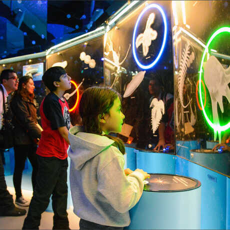 Visitors try to match adults from a variety of marine species to their planktonic forms in a “Find My Baby Picture” game in Unseen Oceans exhibition