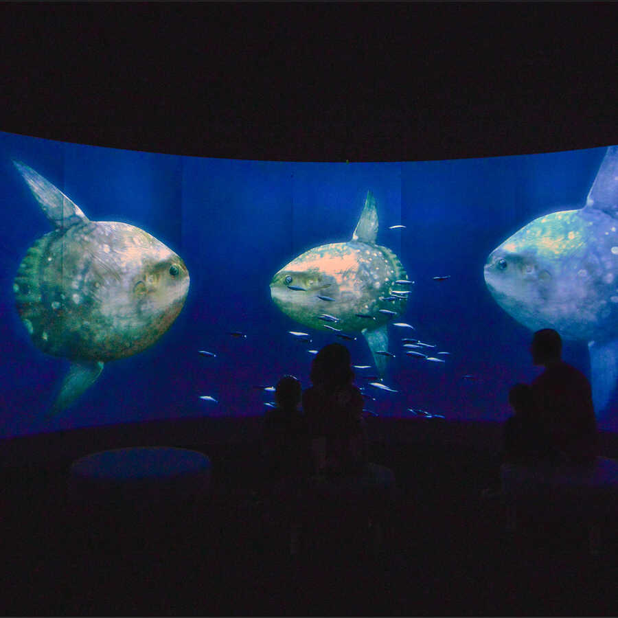 Life-size mola mola fish on a huge video screen in Unseen Oceans exhibition