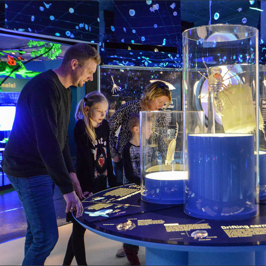 A family looks at illuminated models of plankton on exhibit in Unseen Oceans