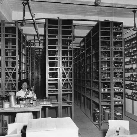 Pearl Sonoda holds up a specimen suspended in a jar in the fish collections at the Academy, in a black and white vintage photograph.