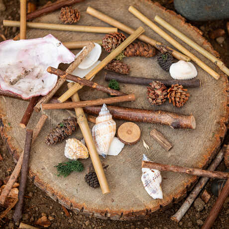 Array of natural materials like shells, twigs, and leaves on a tree stump