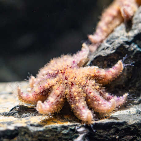 Baby sunflower sea stars, or Pycnopodia, are added to an exhibit at Steinhart Aquarium