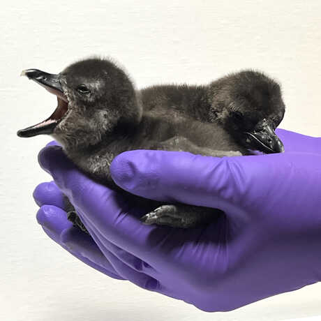 Tiny African penguin chicks are held in the hands of Steinhart Aquarium biologist