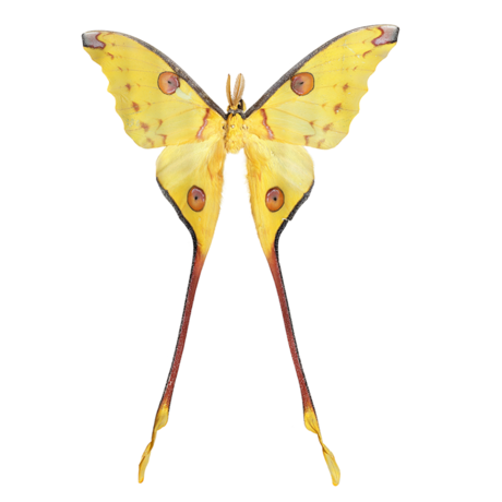 comet moth
