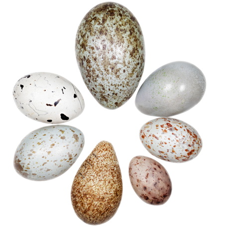 egg grid