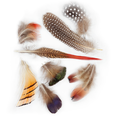 feathers