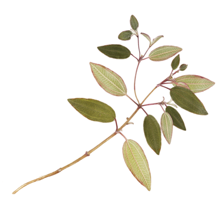 glory bush