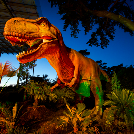 Hot Dino Nights