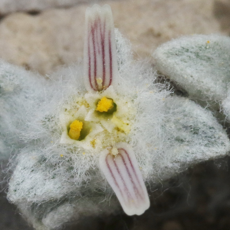 The wooly devil is a new-to-science desert plant in the sunflower family. 