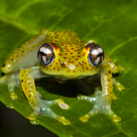 Boophis tasymena, ZSL