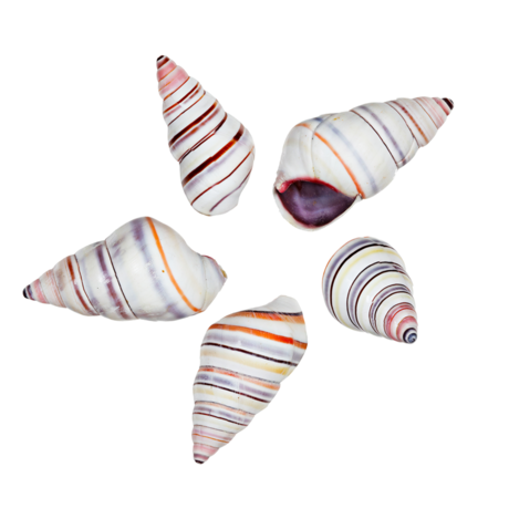 shells