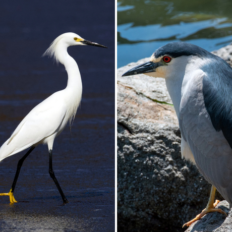iNaturalist observation photo of snowy egret © Dario Taraborelli and night heron © drewskipoo