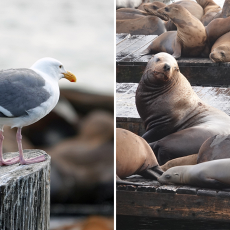 iNaturalist observation photos of western gull and California sea lions © Susan Endres