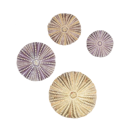 urchins