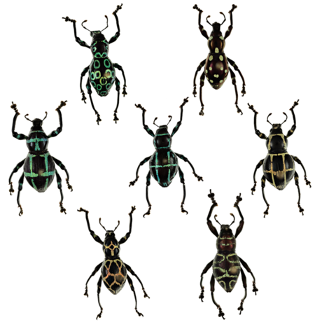 weevils